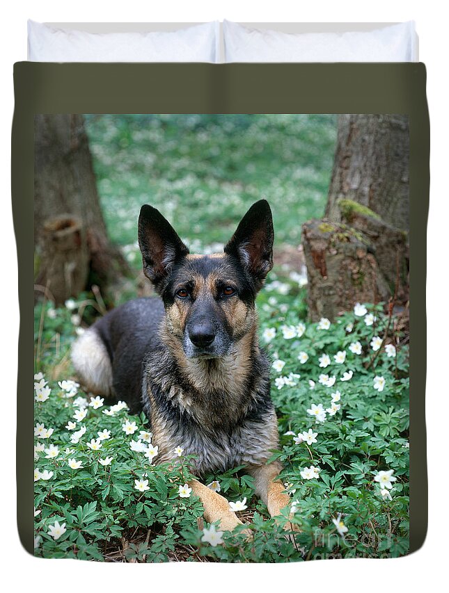 Fauna Duvet Cover featuring the photograph German Shepherd #1 by Hans Reinhard