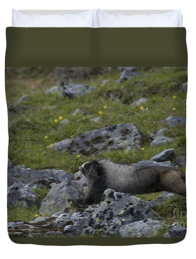 Hoary Marmot Duvet Cover featuring the photograph Hoary Marmot #1 by Mark Newman
