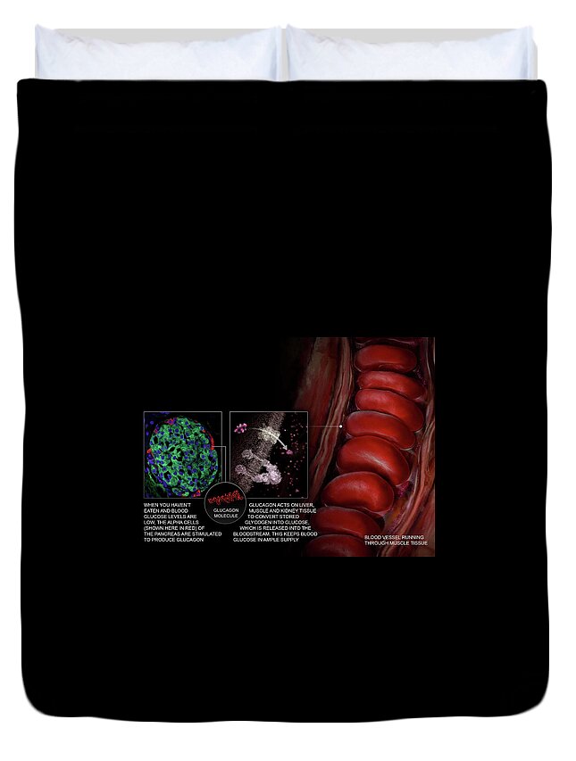 3d Visualization Duvet Cover featuring the photograph How Glucose Exits Cells #1 by Anatomical Travelogue