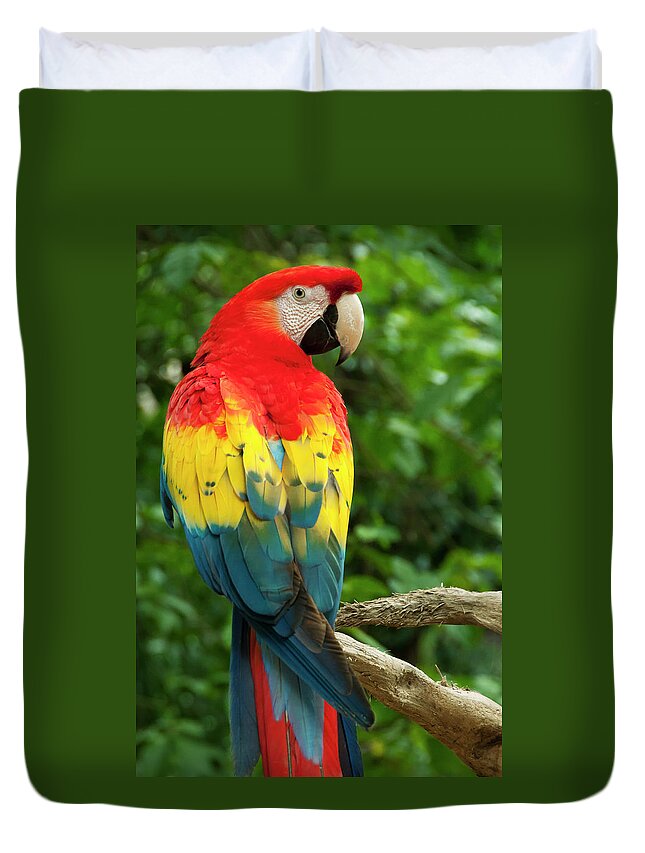 Scarlet Macaw Duvet Cover featuring the photograph Images From Around The World #1 by Greg Vaughn / Vwpics