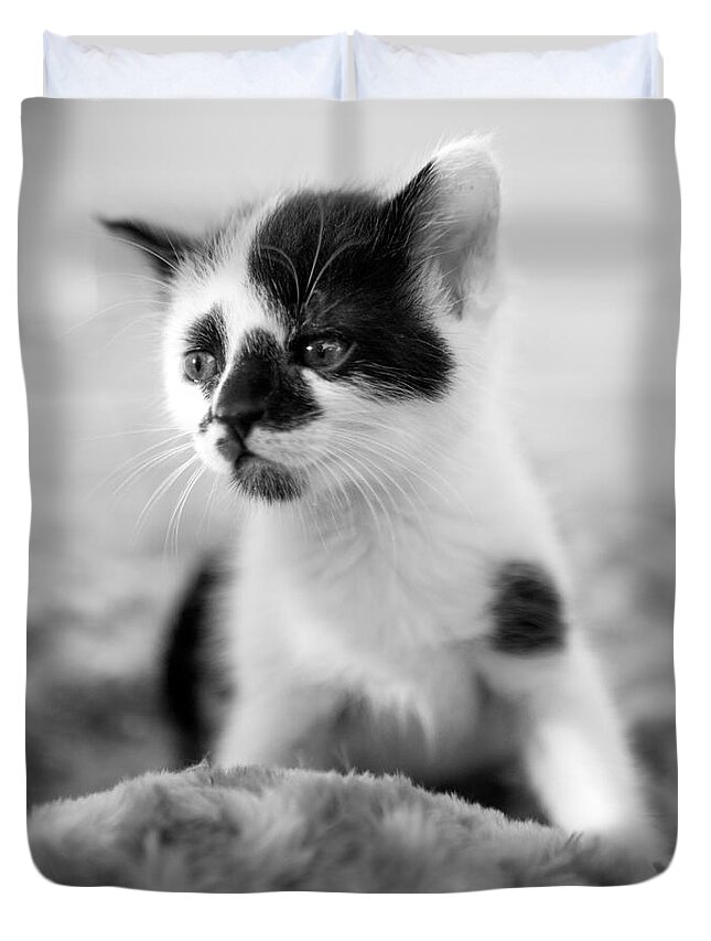 Iris Holzer Richardson Duvet Cover featuring the photograph Kitten dreaming #1 by Iris Richardson