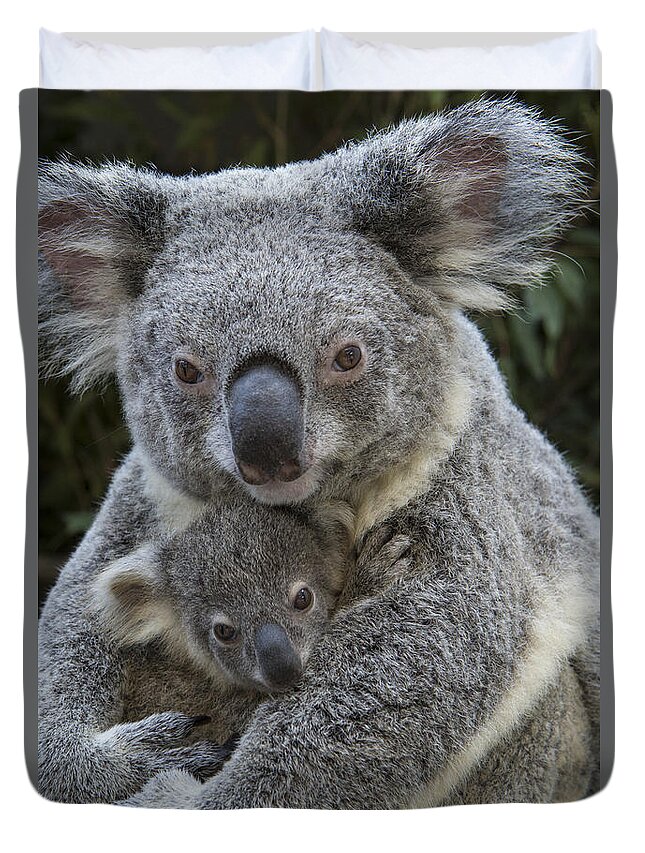Feb0514 Duvet Cover featuring the photograph Koala Mother Holding Joey Australia #1 by Suzi Eszterhas