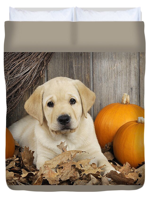 Dog Duvet Cover featuring the photograph Labrador Puppy With Pumpkins #1 by John Daniels