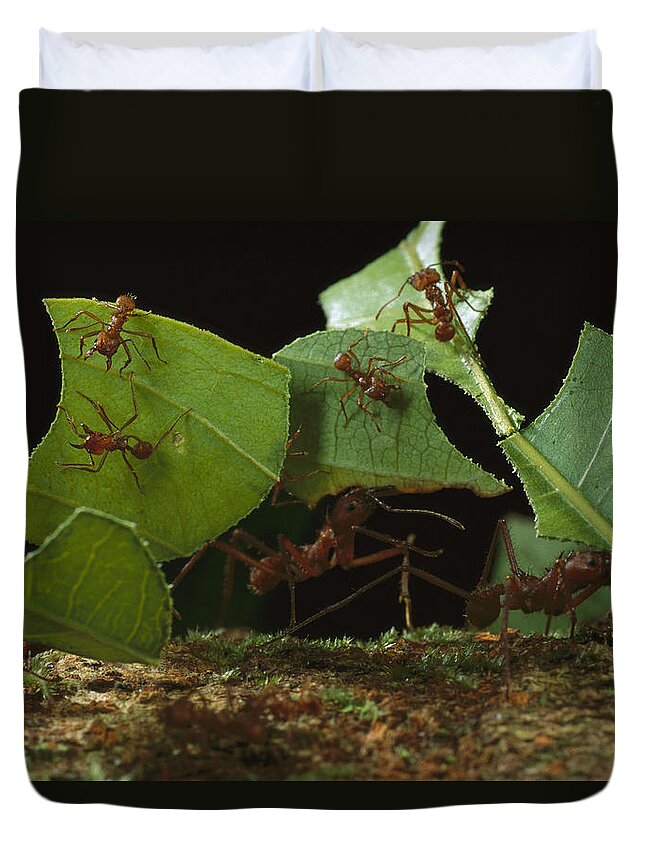 Feb0514 Duvet Cover featuring the photograph Leafcutter Ants Carrying Leaves French #1 by Mark Moffett