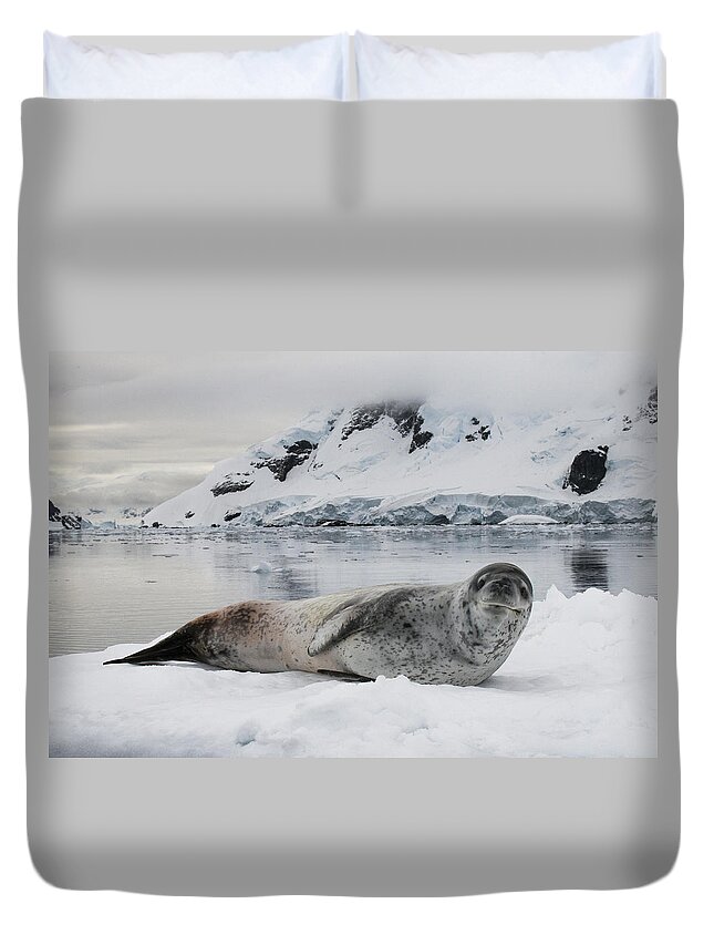 Feb0514 Duvet Cover featuring the photograph Leopard Seal On Ice Floe Paradise Bay #1 by Matthias Breiter