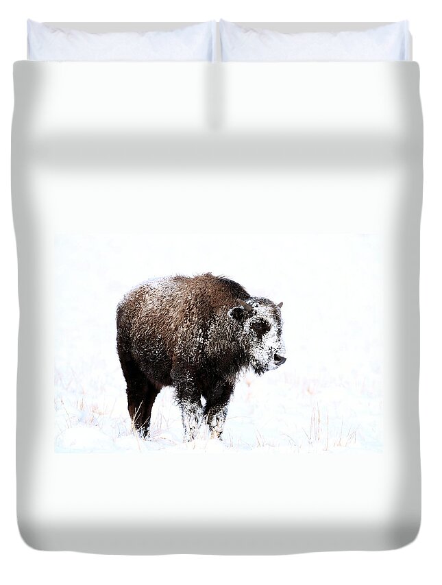 Bison Duvet Cover featuring the photograph Lone Calf #1 by Donald J Gray
