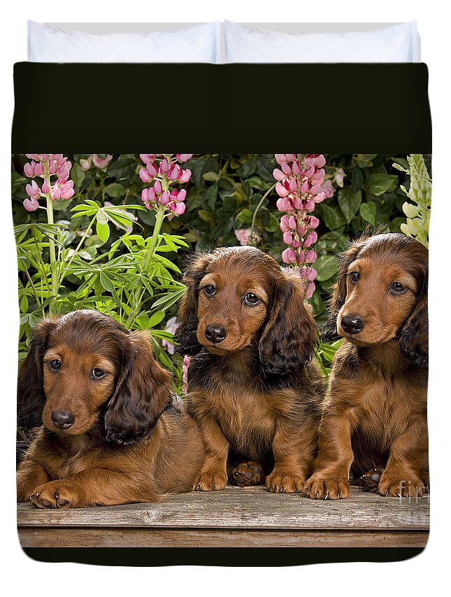 Dachshund Duvet Cover featuring the photograph Long-haired Dachshunds #4 by Jean-Michel Labat