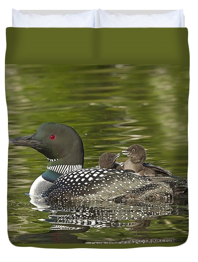 Common Loon Duvet Cover featuring the photograph Loon Parent with Two Chicks #1 by John Vose