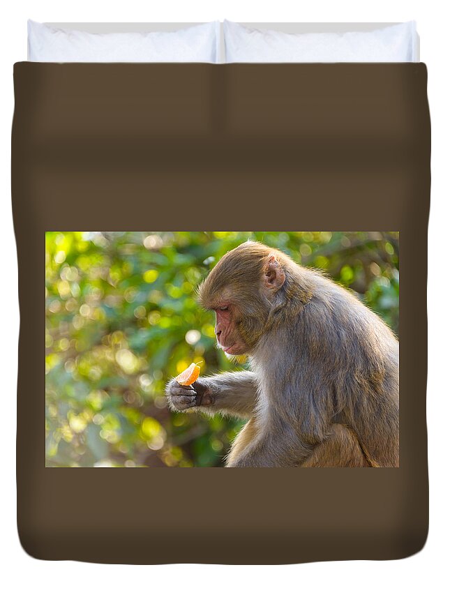 Macaque Duvet Cover featuring the photograph Macaque eating an orange #1 by Dutourdumonde Photography