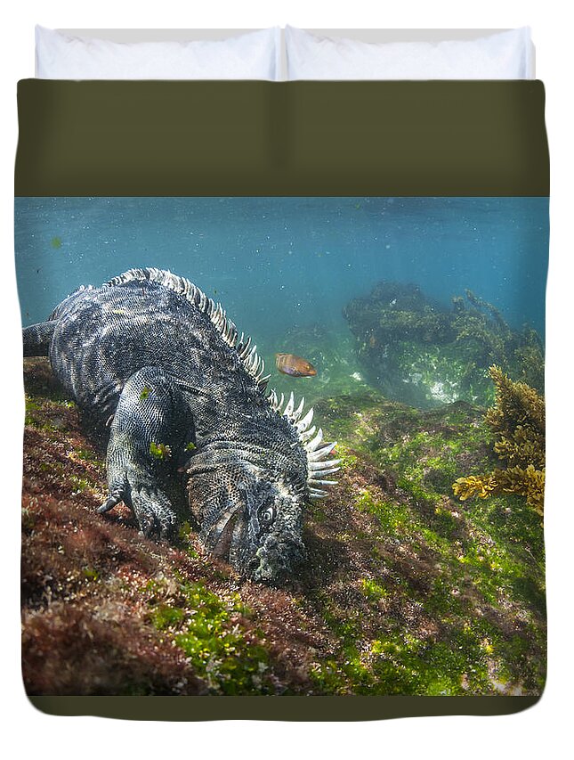 Tui De Roy Duvet Cover featuring the photograph Marine Iguana Feeding On Algae Punta by Tui De Roy
