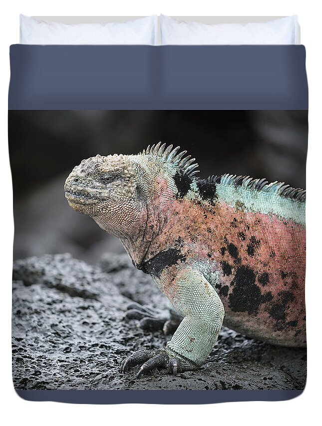 Tui De Roy Duvet Cover featuring the photograph Marine Iguana Male In Breeding Colors #1 by Tui De Roy