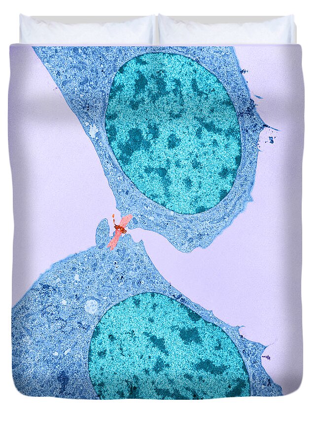 Science Duvet Cover featuring the photograph Midbody Between Dividing Cells Tem #1 by David M. Phillips
