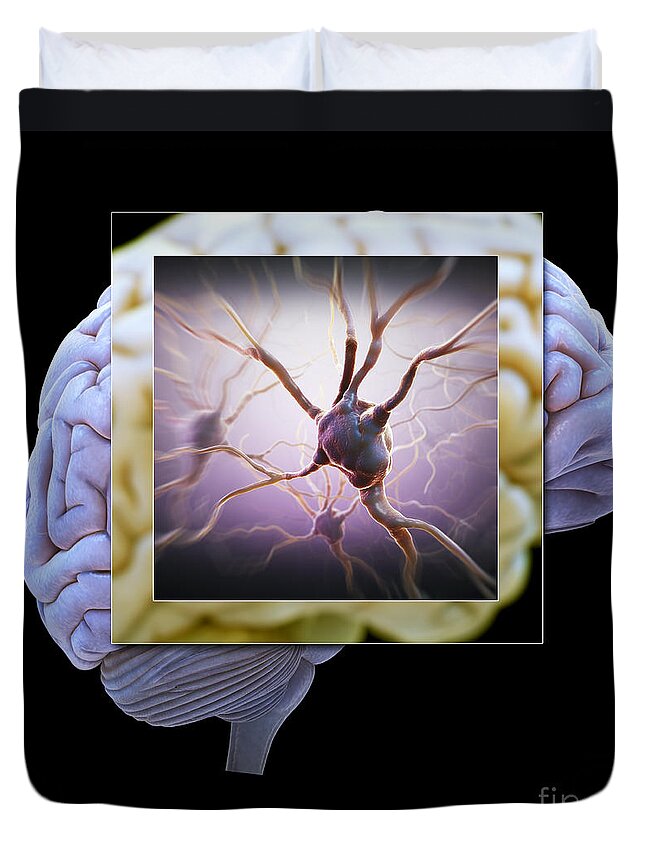 3d Visualization Duvet Cover featuring the photograph Neuron And Brain #2 by Science Picture Co