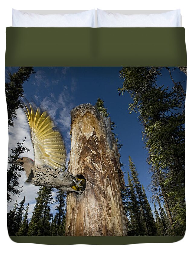 Michael Quinton Duvet Cover featuring the photograph Northern Flicker Leaving Nest Cavity #1 by Michael Quinton