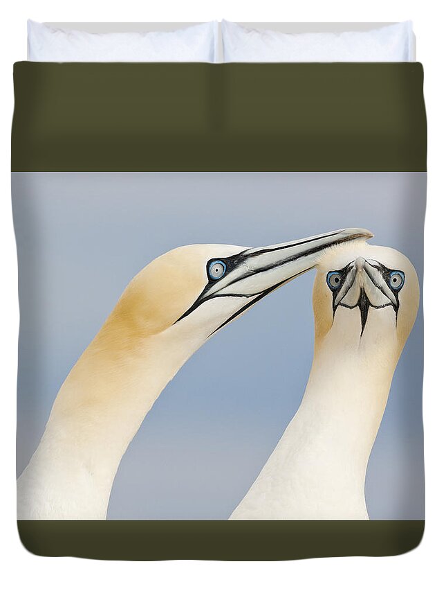 Nis Duvet Cover featuring the photograph Northern Gannets Greeting Saltee Island #2 by Bart Breet