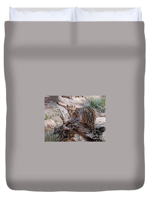 Al Andersen Duvet Cover featuring the photograph Ocelot Laying On Log by Al Andersen