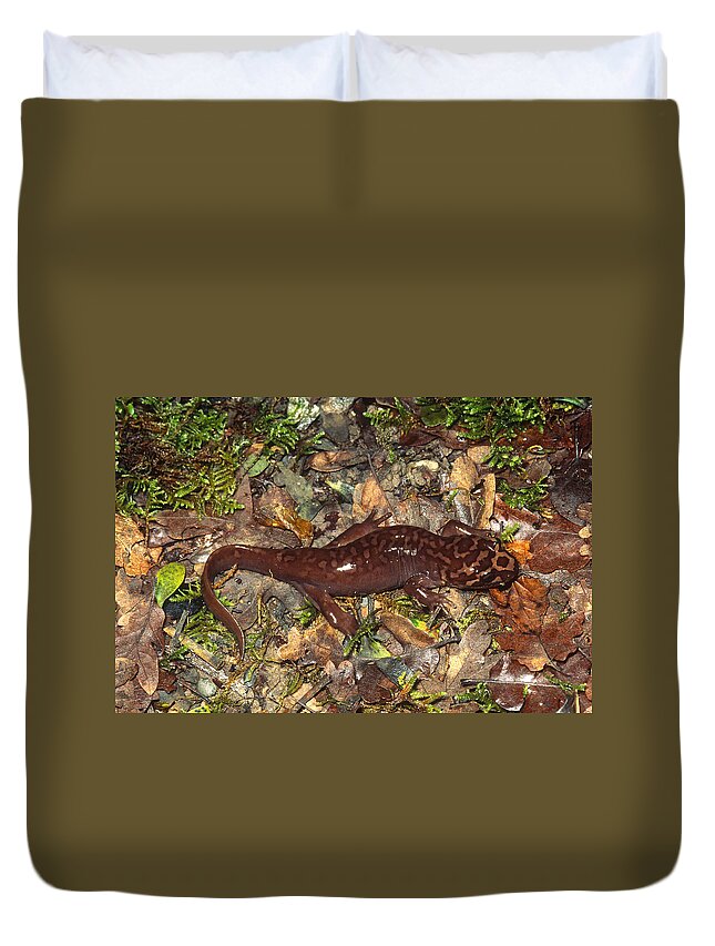 Amphibia Duvet Cover featuring the photograph Pacific Giant Salamander #1 by Karl H. Switak