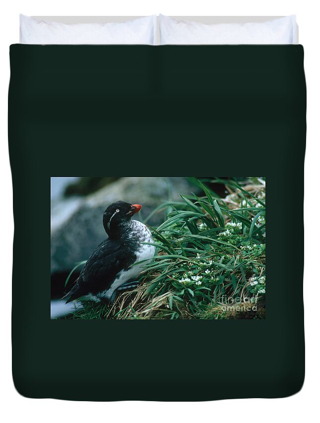 Parakeet Auklet Duvet Cover featuring the photograph Parakeet Auklet #1 by Art Wolfe
