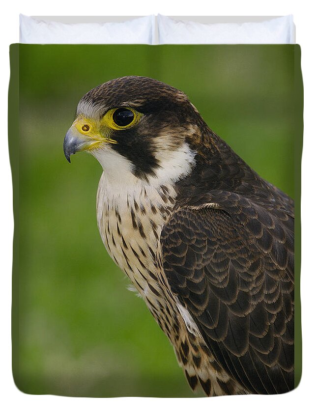 Feb0514 Duvet Cover featuring the photograph Peregrine Falcon Portrait Ecuador #1 by Pete Oxford