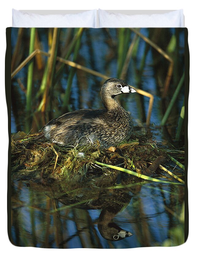 Feb0514 Duvet Cover featuring the photograph Pied-billed Grebe Nesting Texas #1 by Tom Vezo
