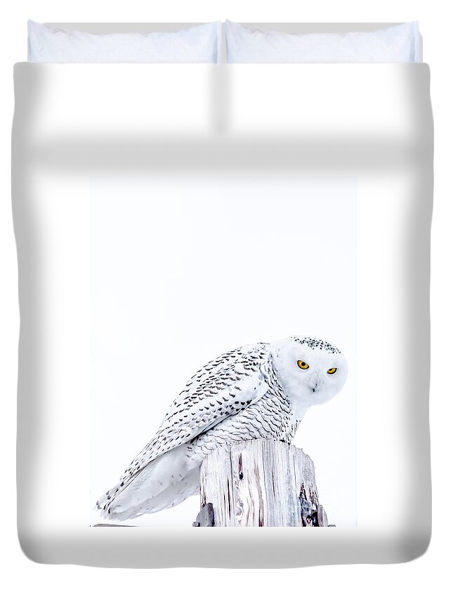 Snowy Duvet Cover featuring the photograph Piercing Eyes #1 by Cheryl Baxter