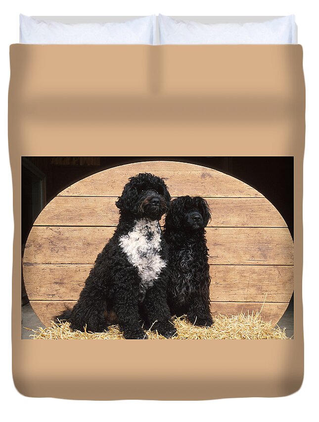 Black Haired Dog Duvet Cover featuring the photograph Portuguese Water Dogs #1 by Bonnie Sue Rauch