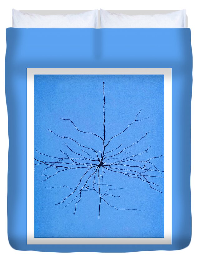 Pyramidal Cell Duvet Cover featuring the photograph Pyramidal Cell In Cerebral Cortex, Cajal #3 by Science Source