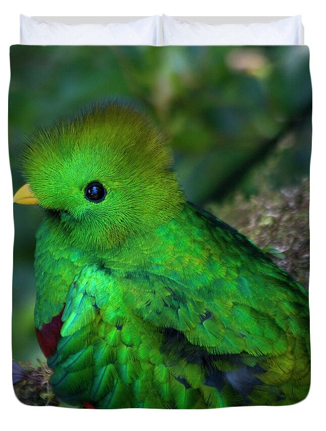 Bird Duvet Cover featuring the photograph Quetzal #3 by Heiko Koehrer-Wagner