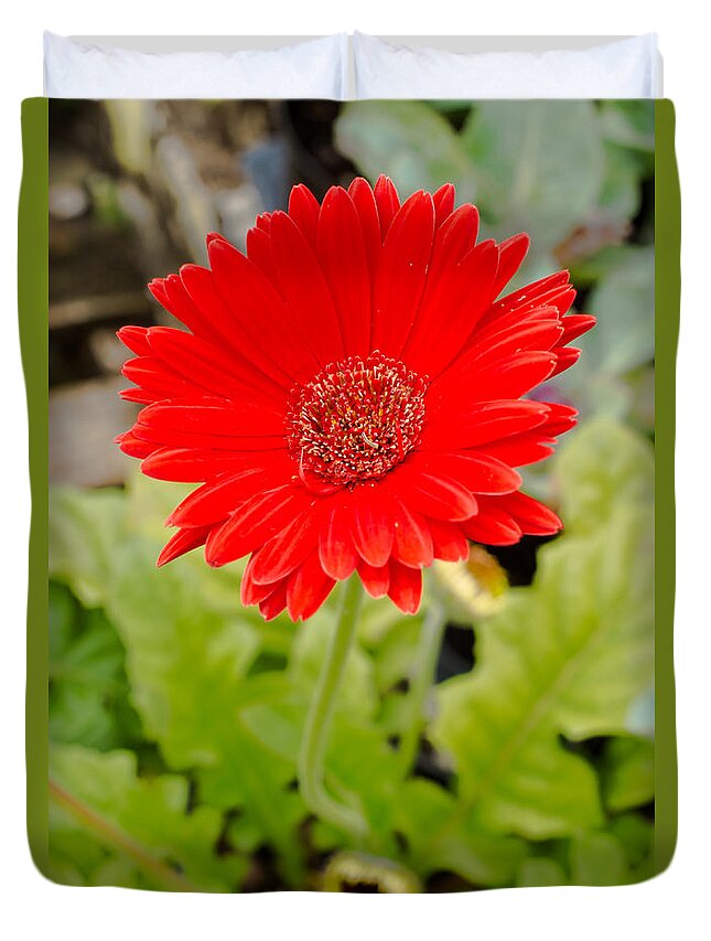Gerbera Daisy Duvet Cover featuring the photograph Red Daisy #1 by Raul Rodriguez