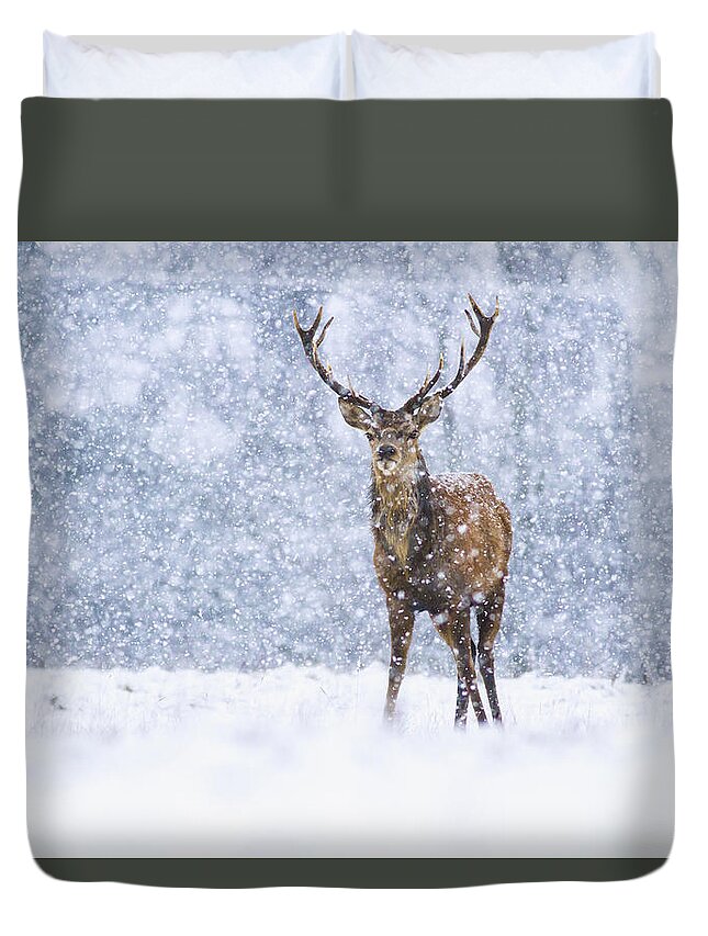 Nis Duvet Cover featuring the photograph Red Deer Stag In Snowfall Derbyshire Uk #1 by James Shooter