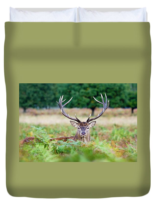 Buckinghamshire Duvet Cover featuring the photograph Red Deer Stag #1 by Jacky Parker Photography
