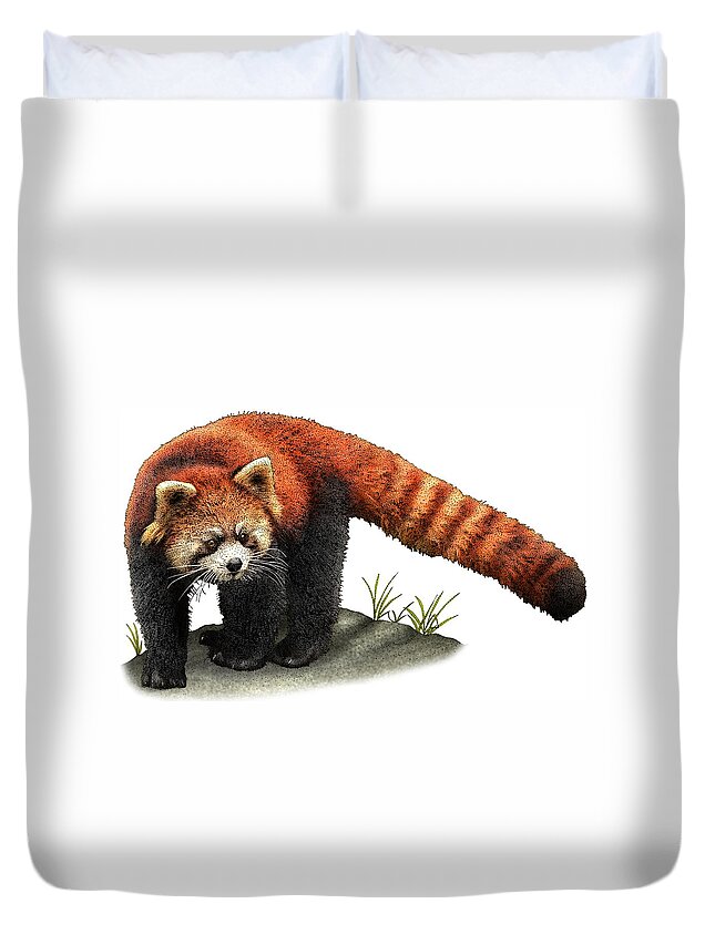 Red Panda Duvet Cover featuring the photograph Red Panda #1 by Roger Hall