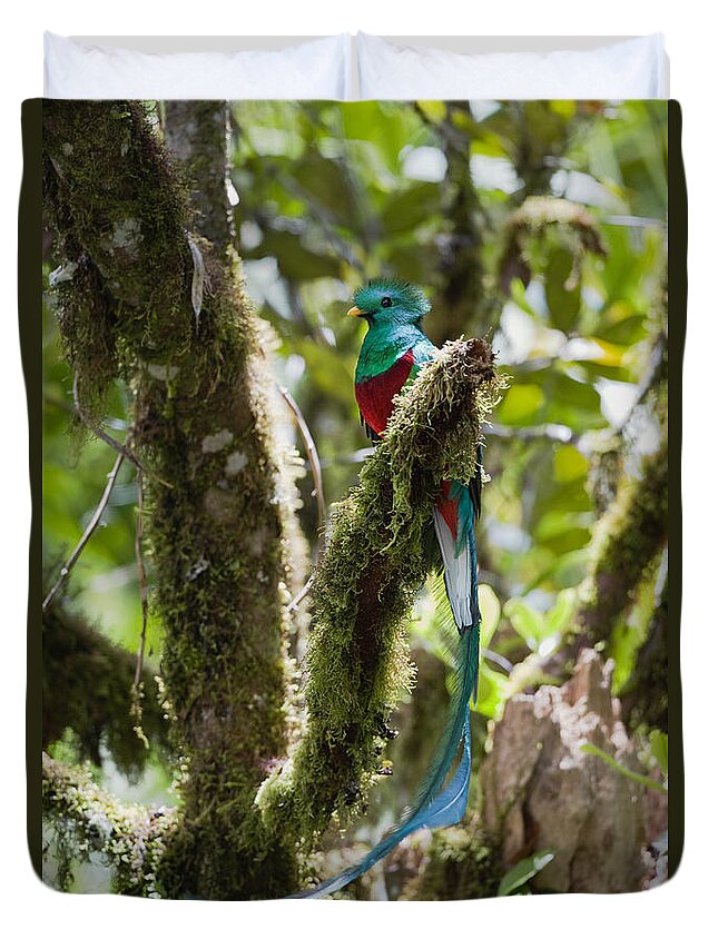 Feb0514 Duvet Cover featuring the photograph Resplendent Quetzal Male Costa Rica by Konrad Wothe