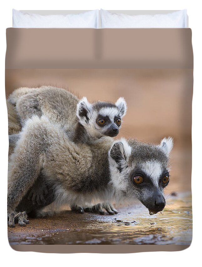 Feb0514 Duvet Cover featuring the photograph Ring-tailed Lemur Mother Drinking #1 by Suzi Eszterhas