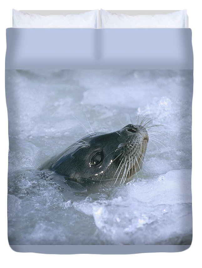 Feb0514 Duvet Cover featuring the photograph Ringed Seal Surfacing In Brash Ice #1 by Tui De Roy