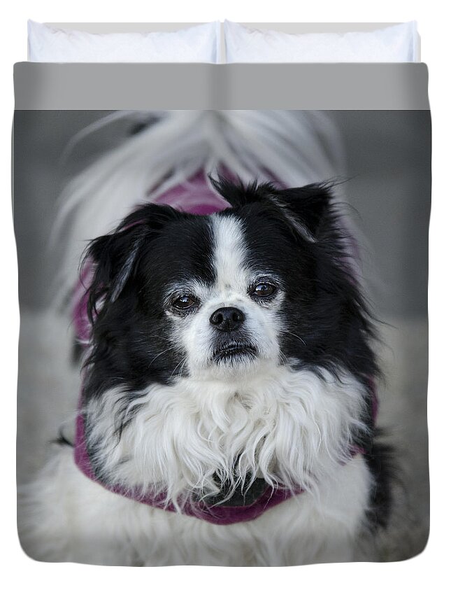 Japanese Chin Duvet Cover featuring the photograph Romeo #1 by Saija Lehtonen