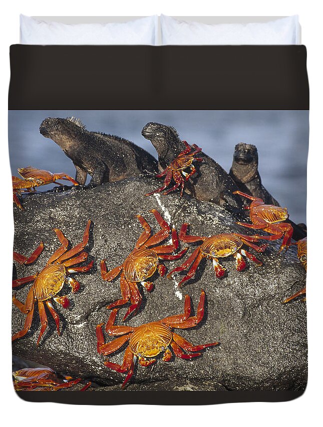 Feb0514 Duvet Cover featuring the photograph Sally Lightfoot Crabs And Marine #1 by Tui De Roy