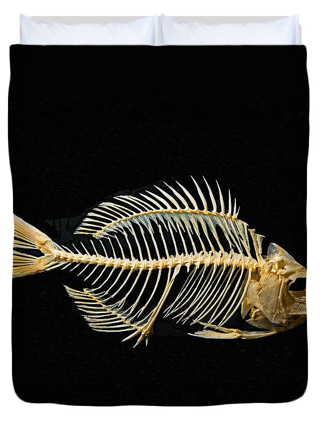 Sheepshead Fish Skeleton #1 Duvet Cover by Millard H. Sharp - Fine Art  America