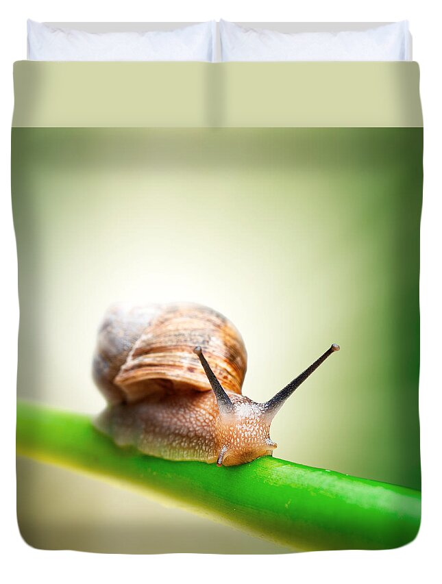 Snail Duvet Cover featuring the photograph Snail on green stem #2 by Johan Swanepoel