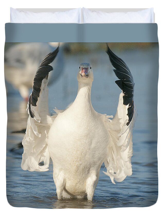 Feb0514 Duvet Cover featuring the photograph Snow Goose Flapping Skagit River #1 by Kevin Schafer