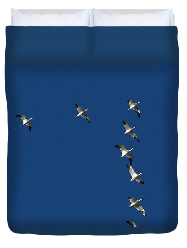 00198305 Duvet Cover featuring the photograph Snow Goose Flock in Formation #2 by Konrad Wothe