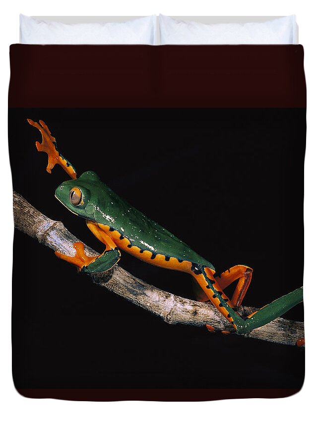 00217037 Duvet Cover featuring the photograph Splendid Leaf Frog Ecuador #2 by Pete Oxford