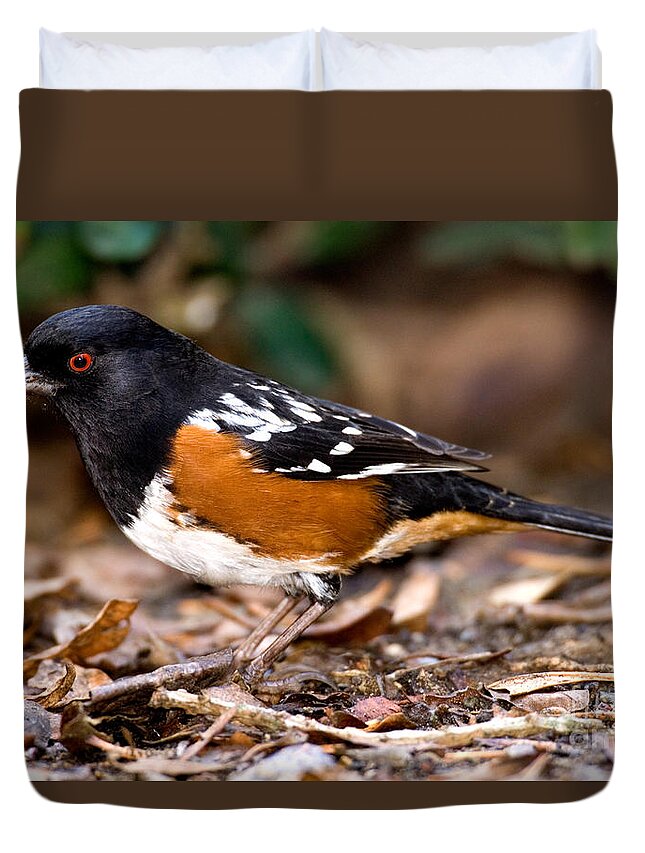 Fauna Duvet Cover featuring the photograph Spotted Towhee Pipilo Maculatus #1 by Anthony Mercieca