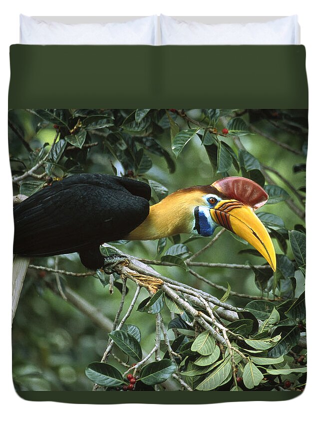 Feb0514 Duvet Cover featuring the photograph Sulawesi Red-knobbed Hornbill Male #1 by Mark Jones