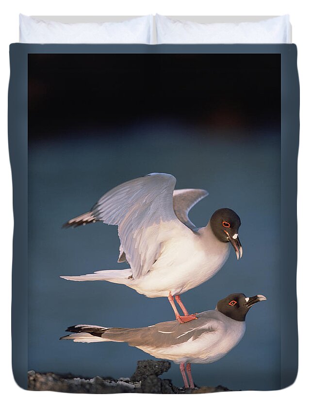 Feb0514 Duvet Cover featuring the photograph Swallow-tailed Gulls Mating At Dusk #1 by Tui De Roy