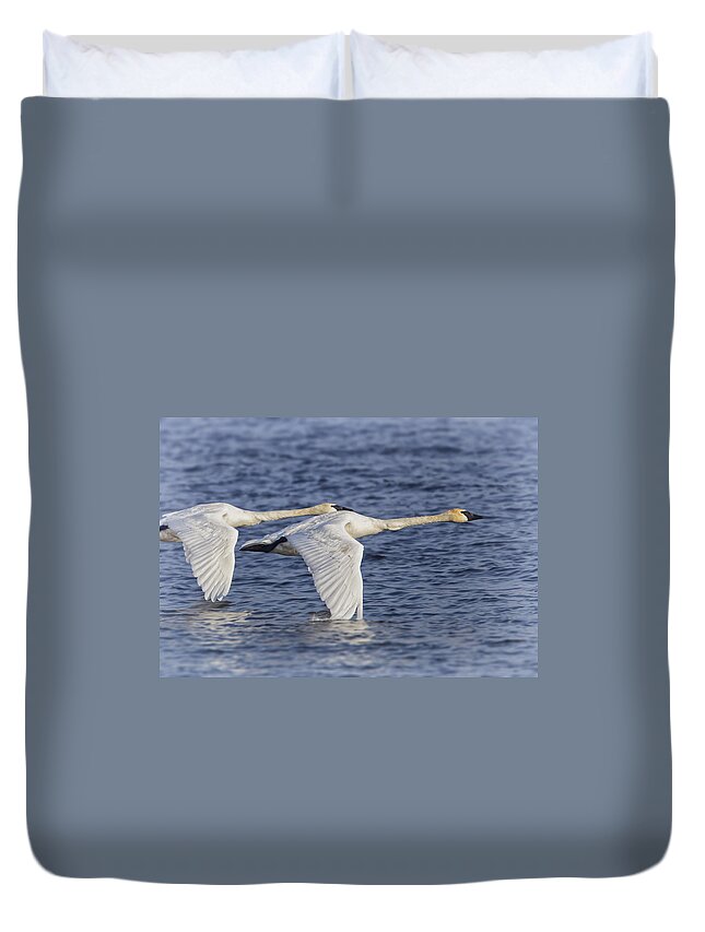  Reads Landing Duvet Cover featuring the photograph Trumpeter Swans by Al Mueller