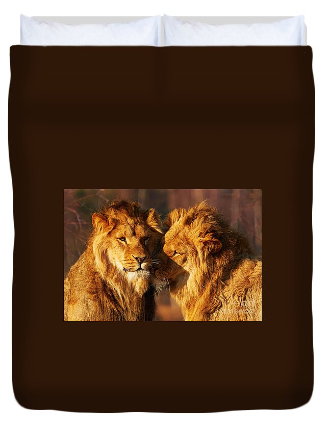 Closeup Duvet Cover featuring the photograph Two lions close together #1 by Nick Biemans