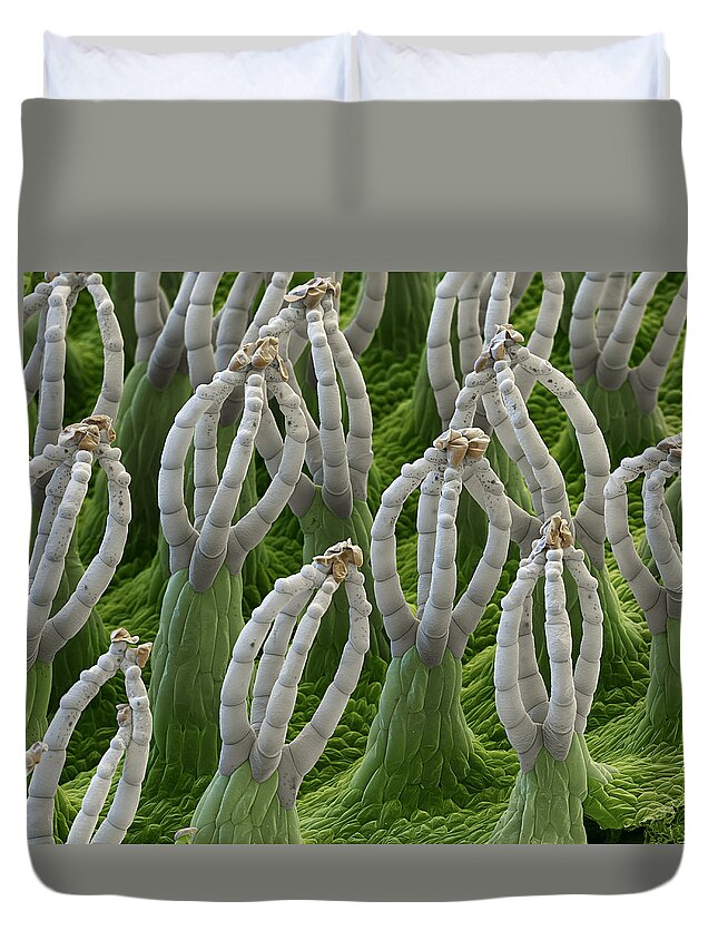 Salvinia Natans Duvet Cover featuring the photograph Water Fern, Salvinia Natans, Sem #1 by Eye of Science