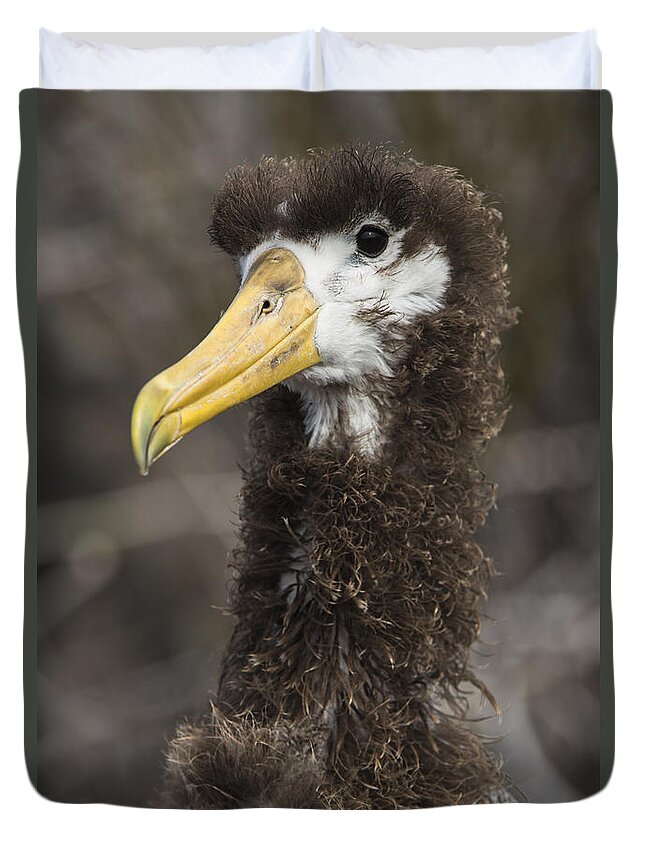 Pete Oxford Duvet Cover featuring the photograph Waved Albatross Molting Juvenile #1 by Pete Oxford