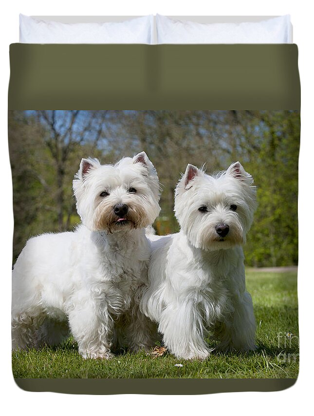 Dog Duvet Cover featuring the photograph West Highland White Terriers #1 by John Daniels